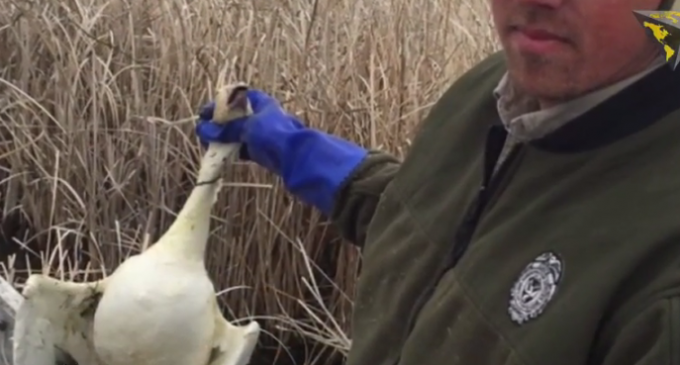 2,000 Snow Geese Fall Dead From The Sky In Idaho