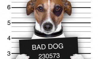 Cop Cracks Down On Hardcore Criminal Pets