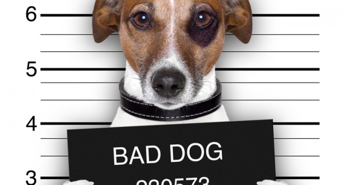 Cop Cracks Down On Hardcore Criminal Pets