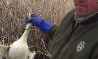2,000 Snow Geese Fall Dead From The Sky In Idaho