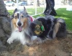 Veteran’s Service Dog in Critical Condition, Needs Our Help